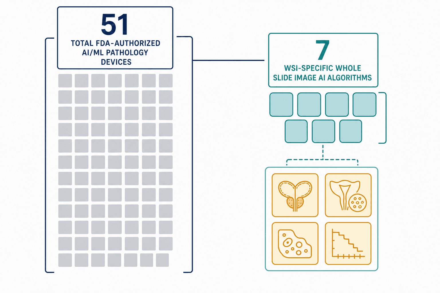 Editorial diagram showing 51 total FDA-authorized AI/ML pathology devices on the left and 7 WSI-specific AI algorithms on the right, with 4 highlighted in amber-gold representing the contemporary cleared WSI AI tools.