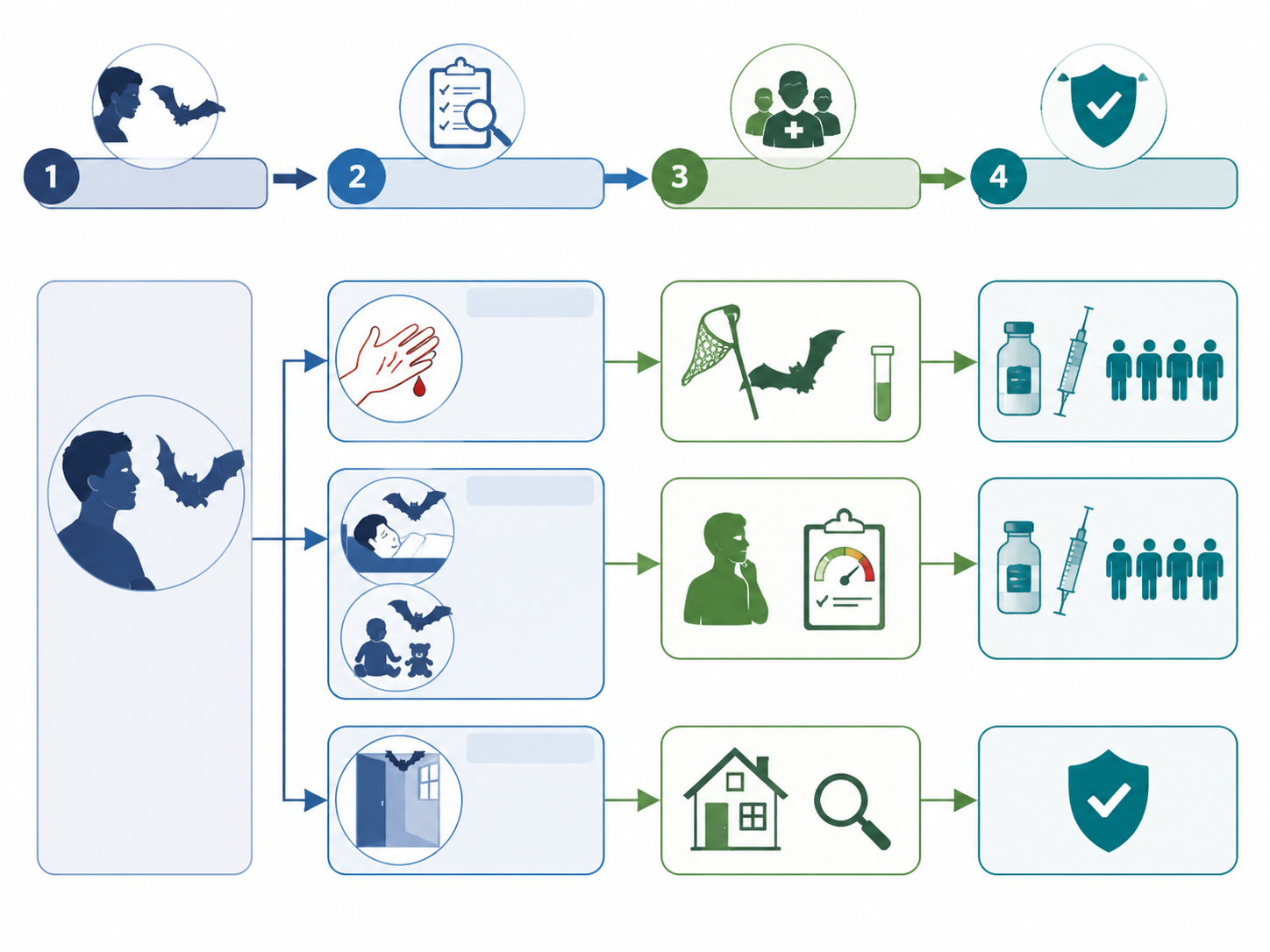 Flow diagram of ACIP rabies exposure assessment pathways for bat contact