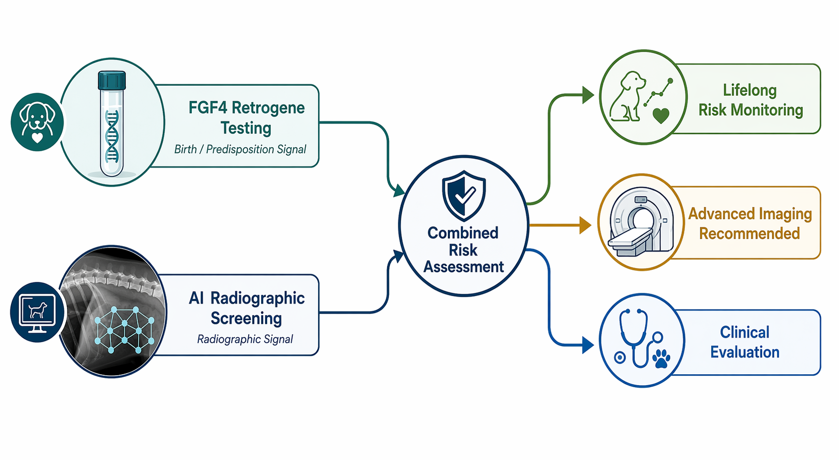 Workflow diagram showing FGF4 retrogene testing and AI radiographic screening converging into combined risk assessment with monitoring, MRI, and clinical evaluation outputs