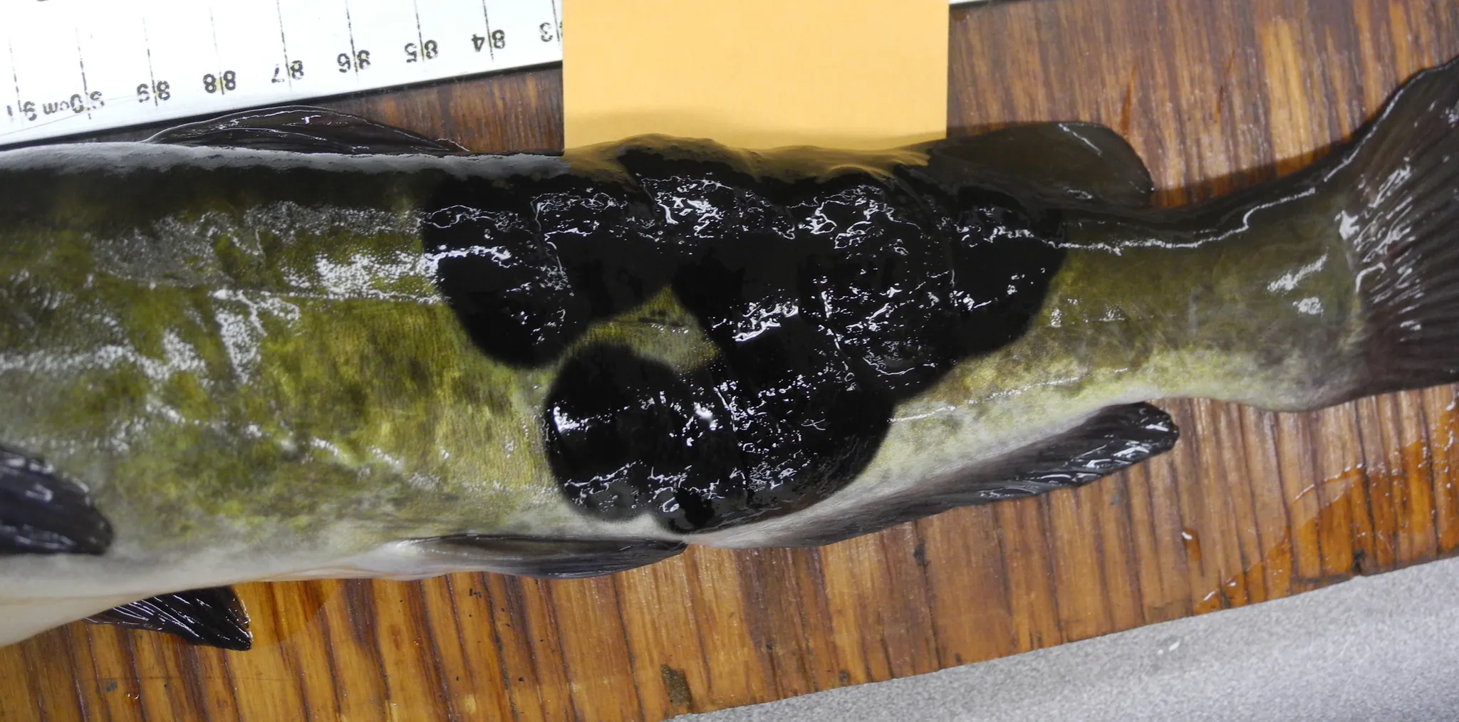 Brown bullhead catfish with raised black external melanoma tumors on its head and body