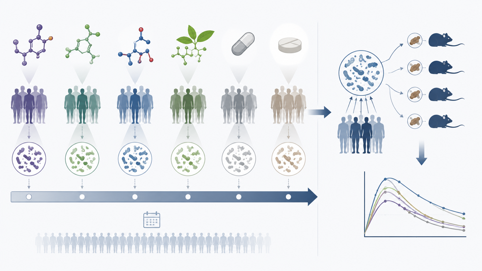 Four sweetener groups and two control groups connected to a 14-day trial and fecal microbiome transplantation into germ-free mice
