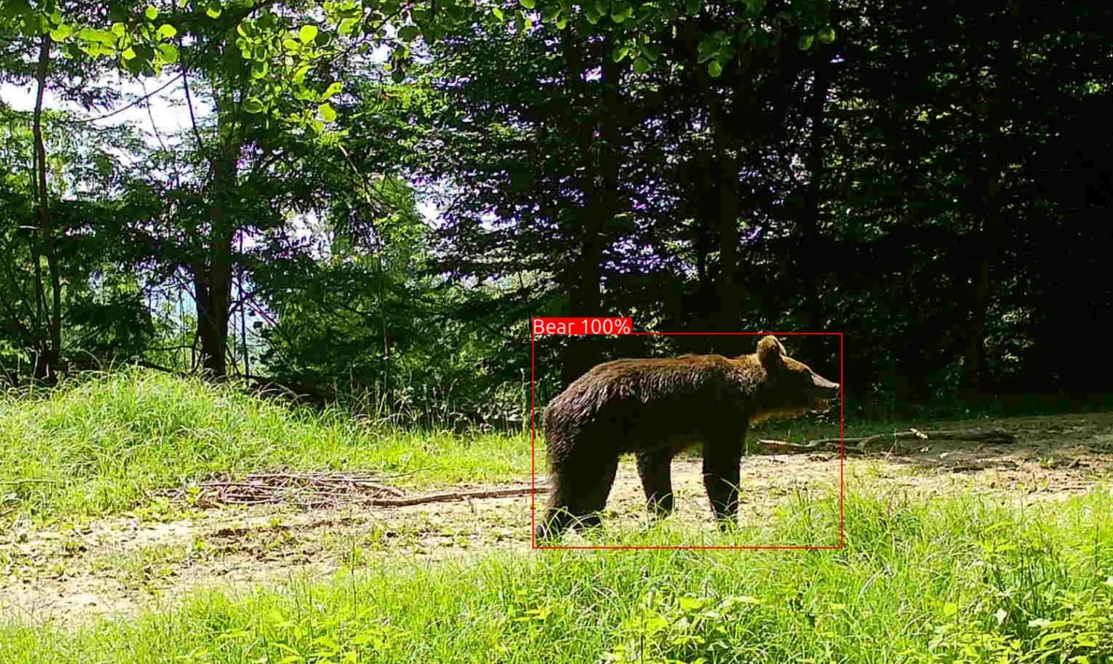 Wildlife camera trap on a tree used for AI-based bear and wild boar detection in Romania's Carpathian Mountains