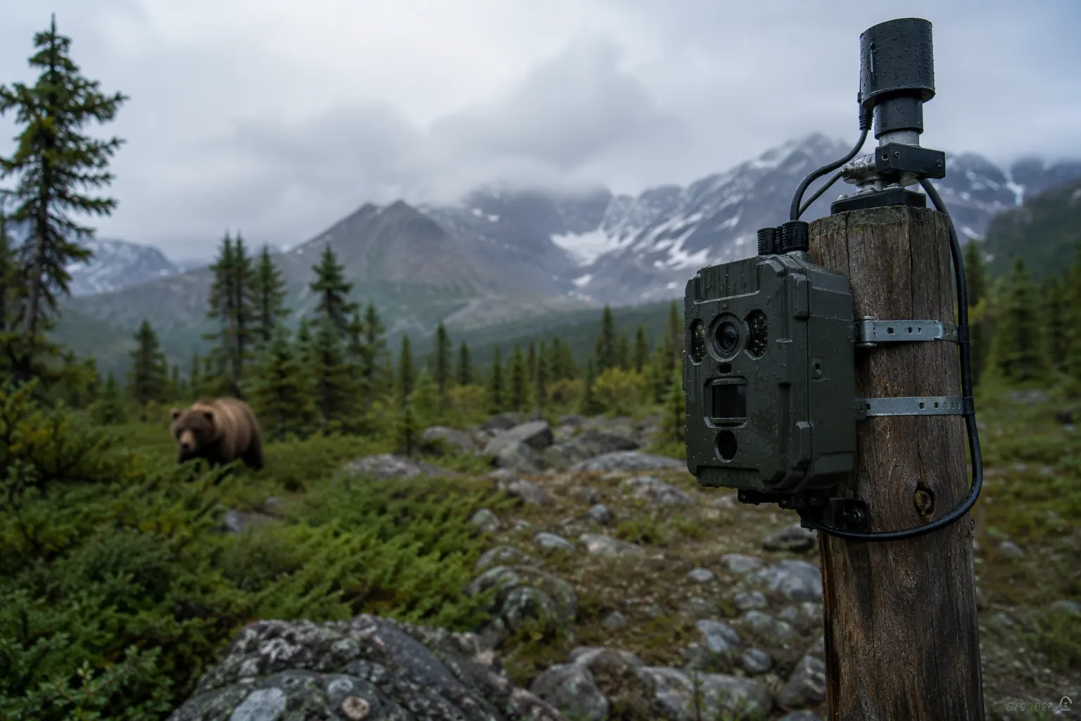 Rugged AI camera and sensor unit mounted in mountain wilderness with a bear near the forest edge