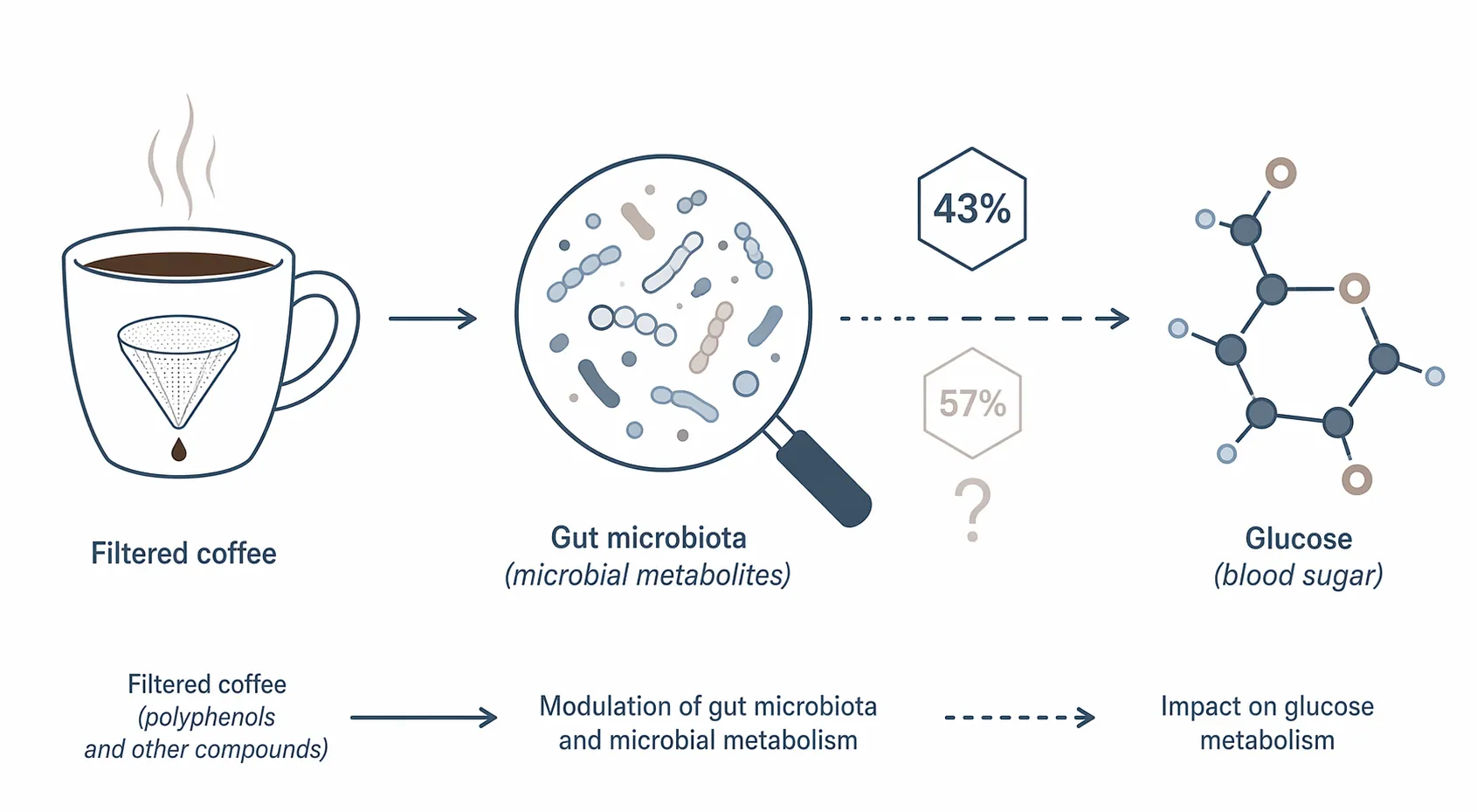 Conceptual diagram showing filtered coffee connected to gut microbes and glucose with 43 percent mediated and 57 percent unexplained