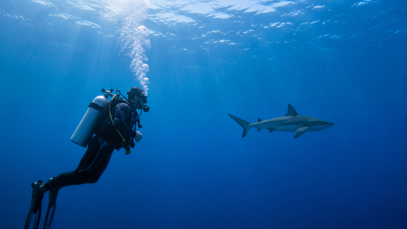 Scuba diver exhaling bubbles while a reef shark swims calmly at a distance
